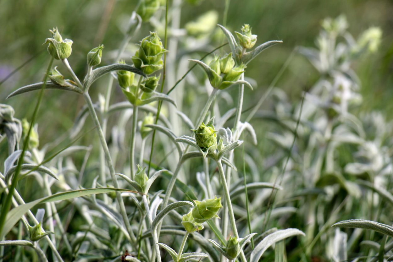 Малотира Критская