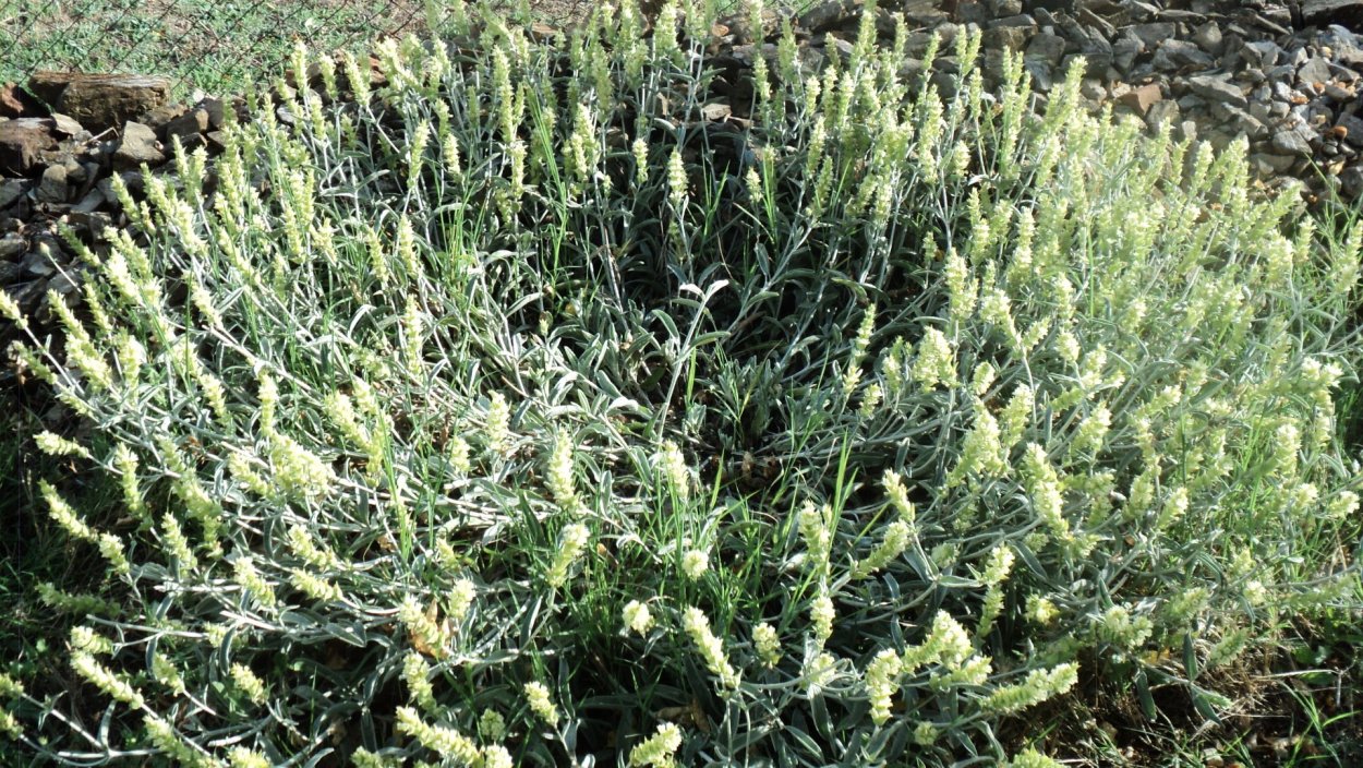 Горный чай Железница