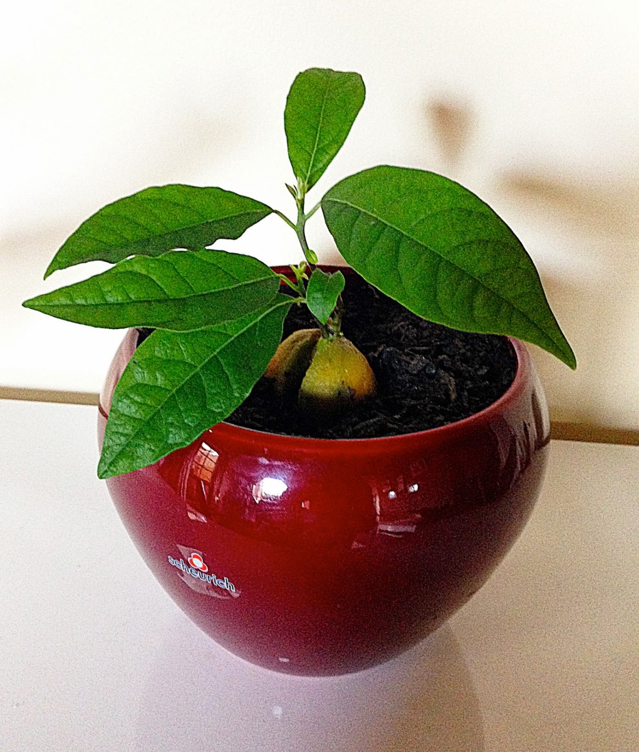 Пахира водная