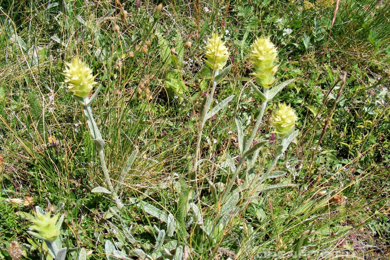 Железница Крымская растение