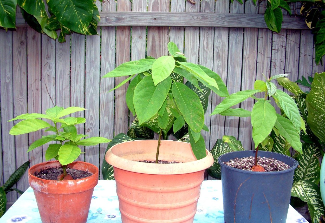 Авокадо растение