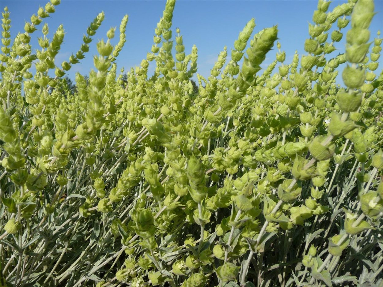 Греческий чай Железница