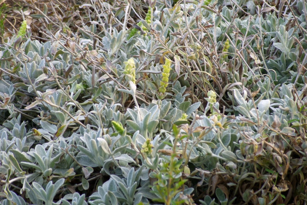 Татар чай лимонник Крымский