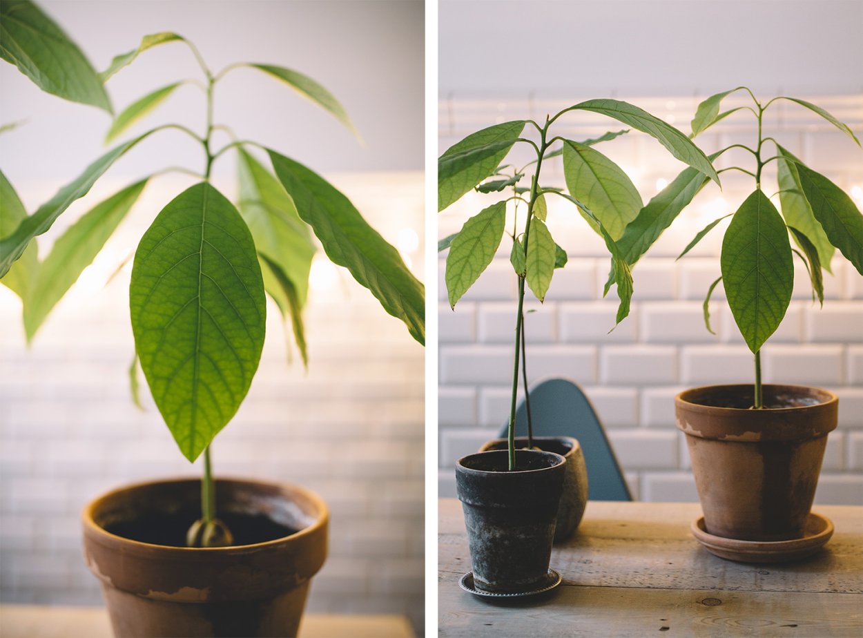 Авокадо комнатное растение