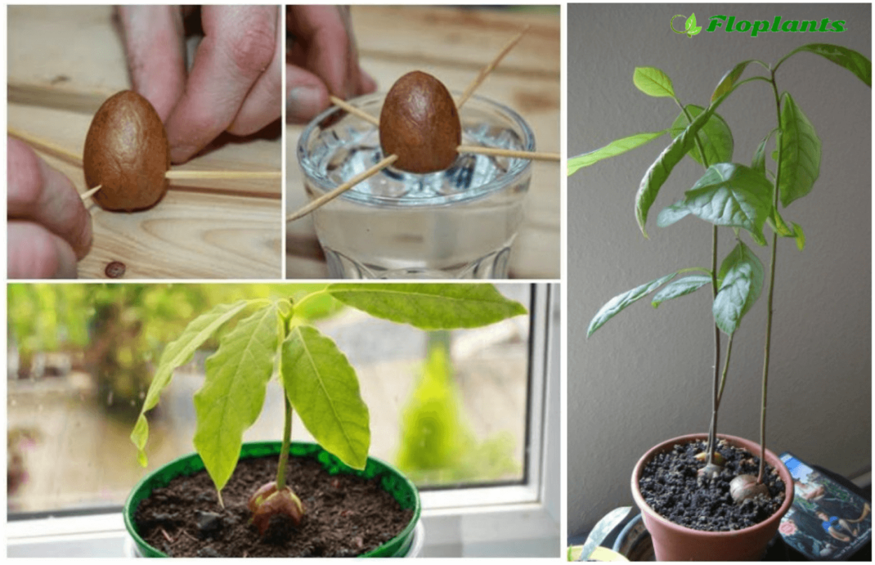 Маленькое дерево авокадо