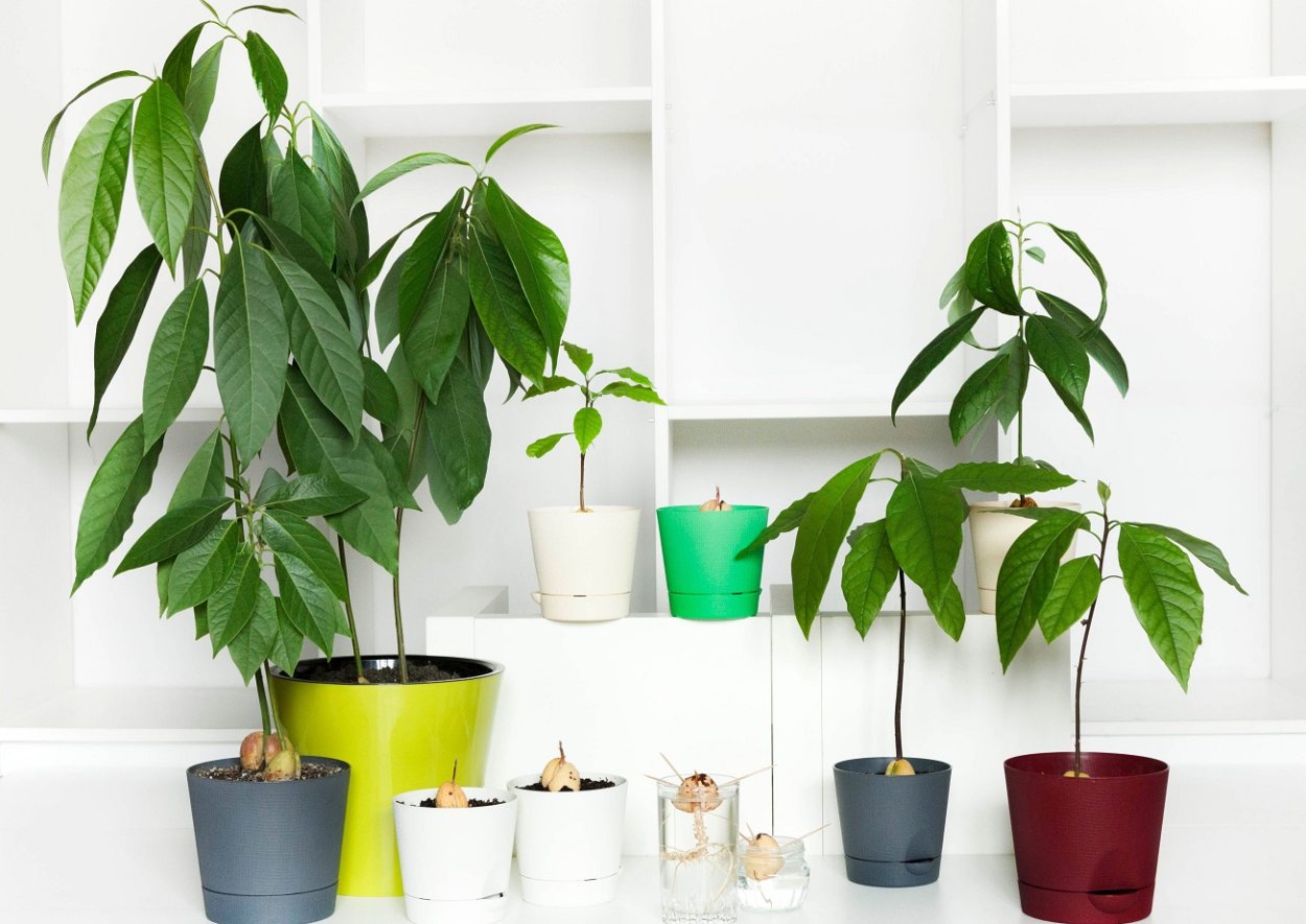 Сморщенная косточка авокадо