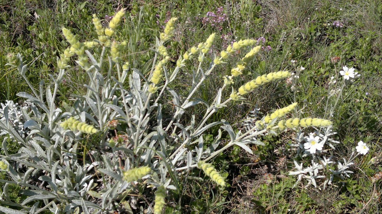 Лекарственные растения