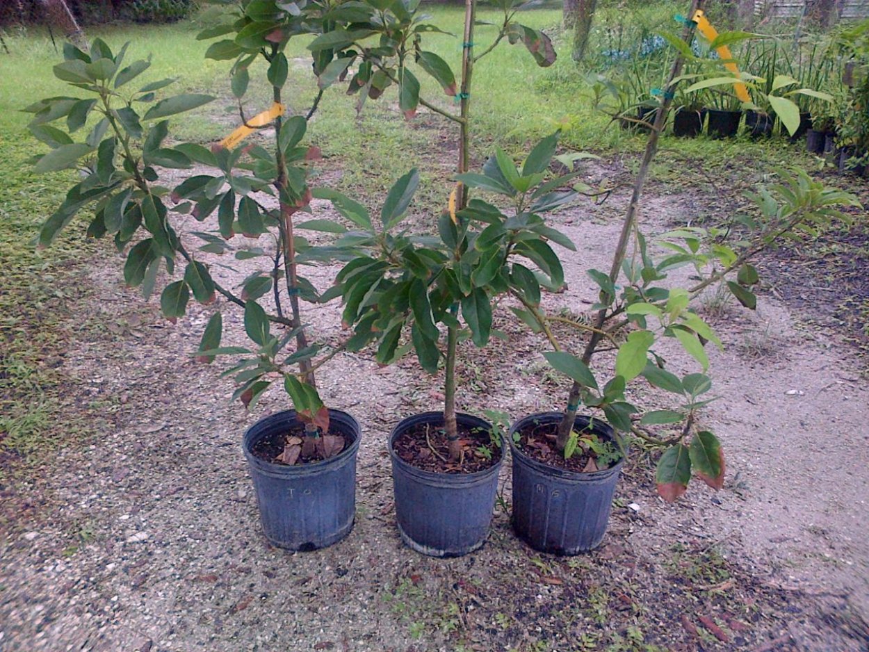 Авокадо растение дерево