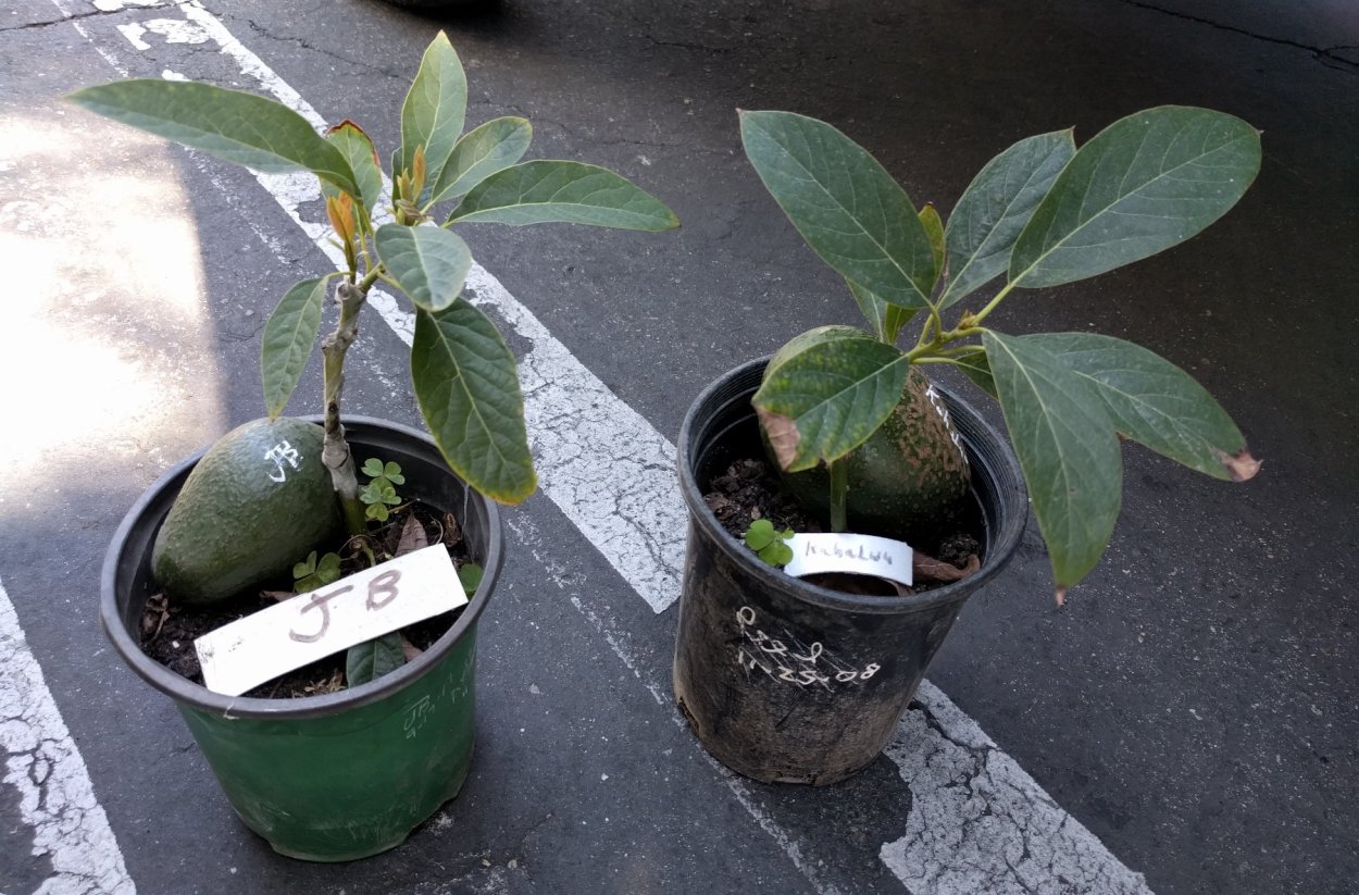 Пророщенный авокадо