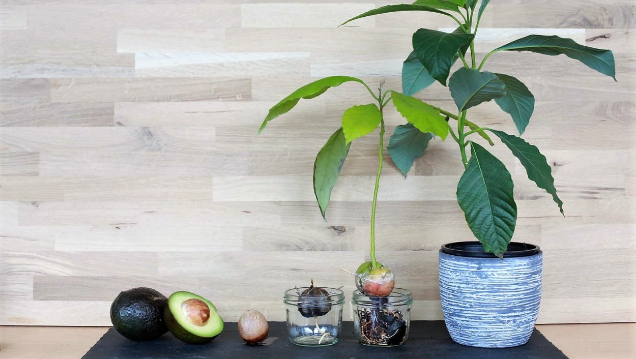 Авокадо растение дерево