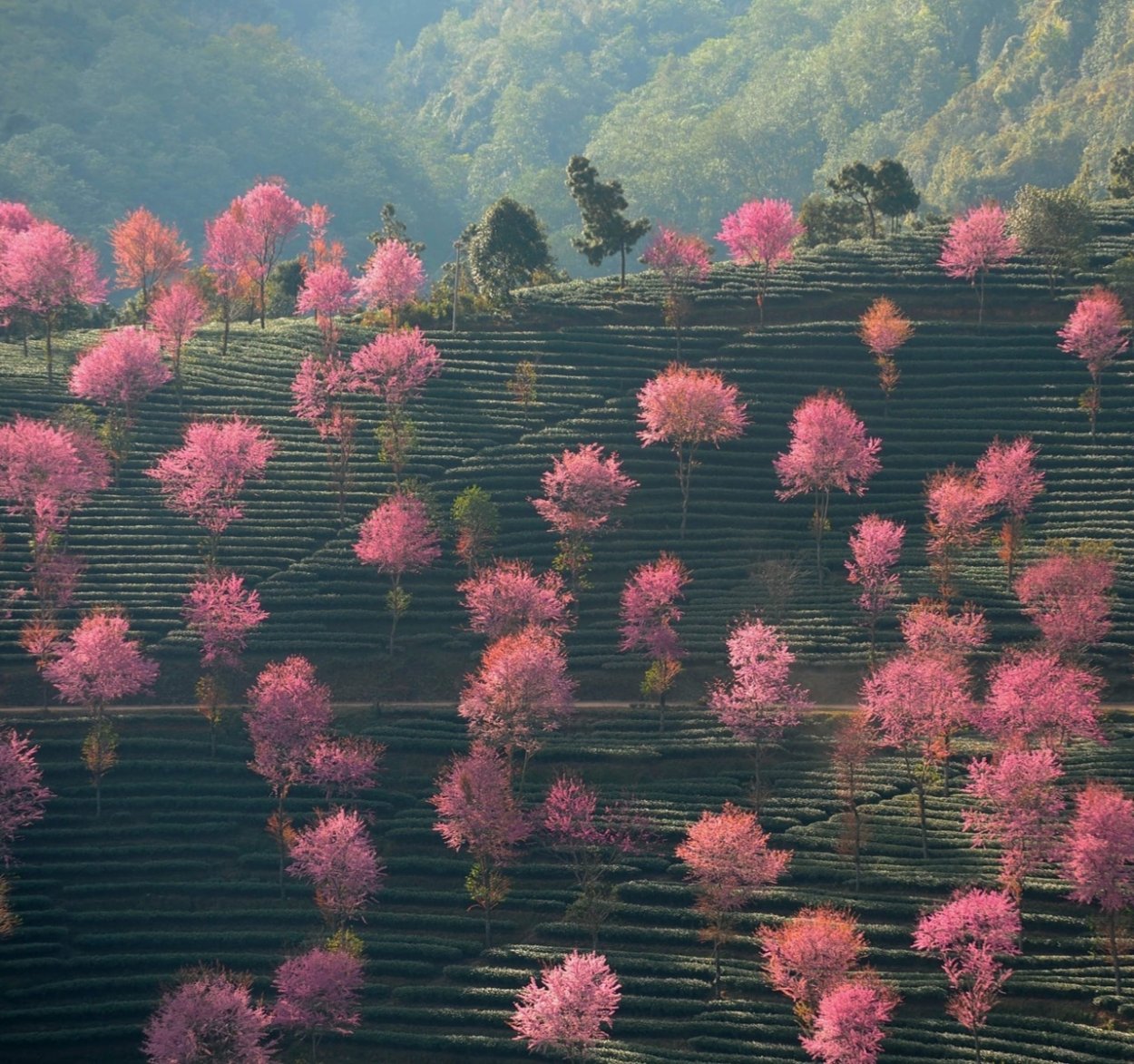 Листья Сакуры