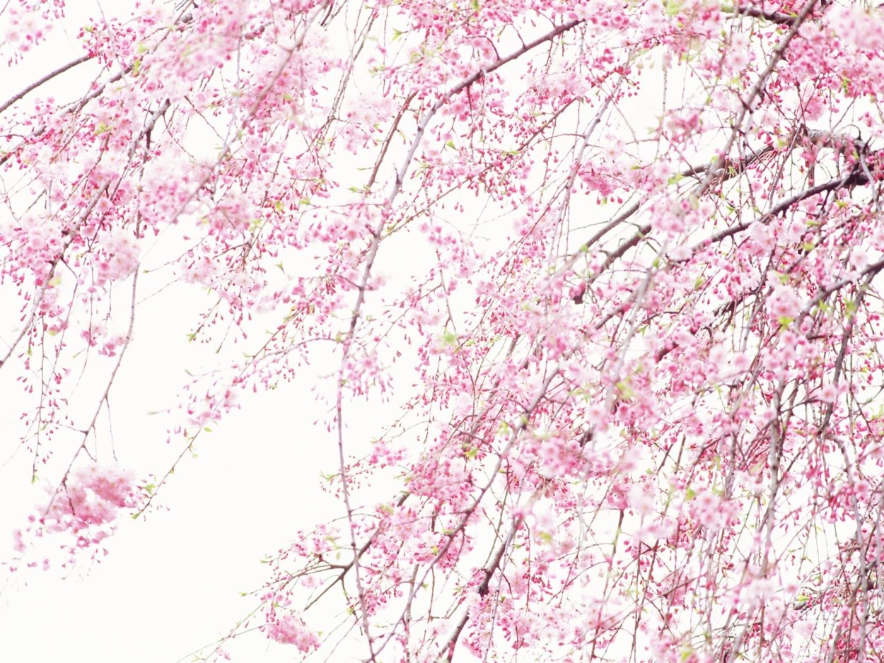 Новый год в Китае цветы