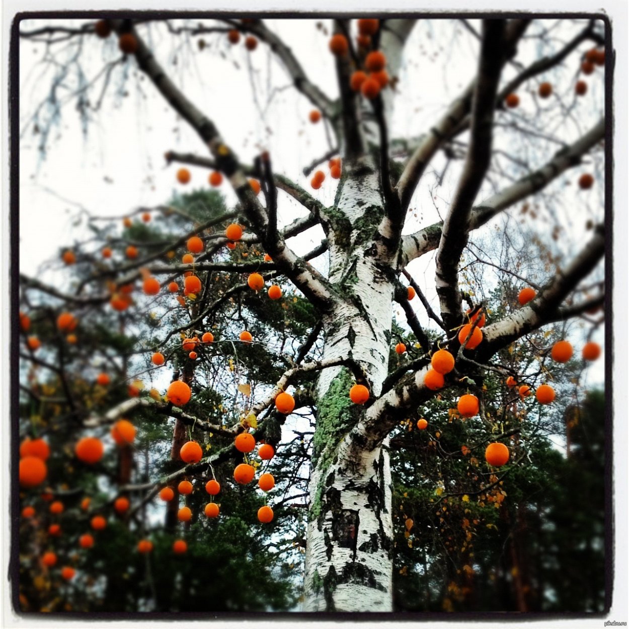 Береза с апельсинами