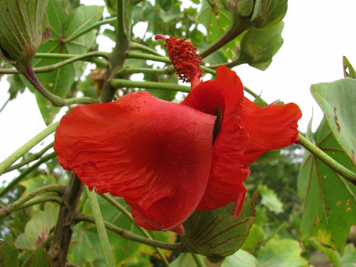 Кокия Кука (kokia cookei)