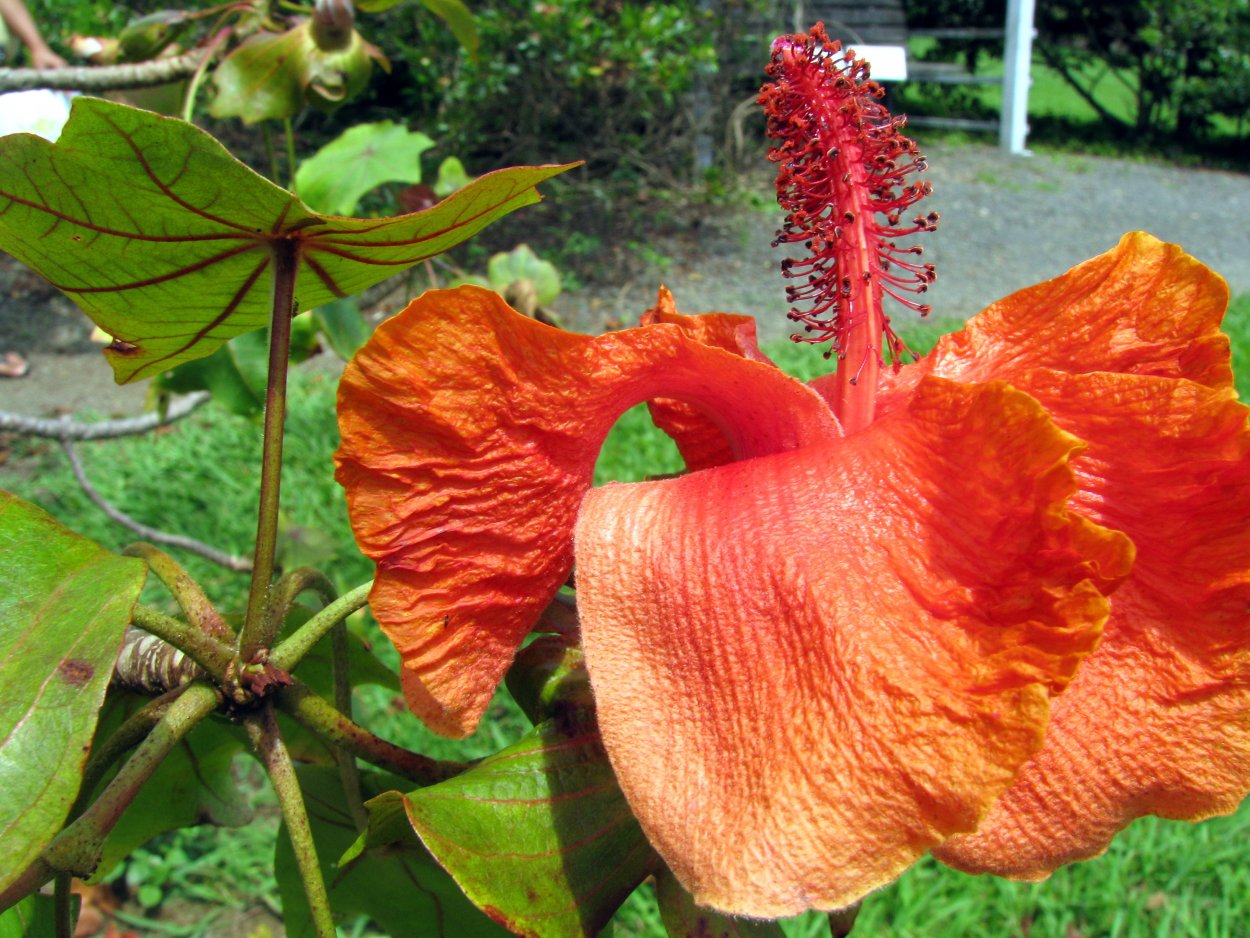 Редкое растение Кокио