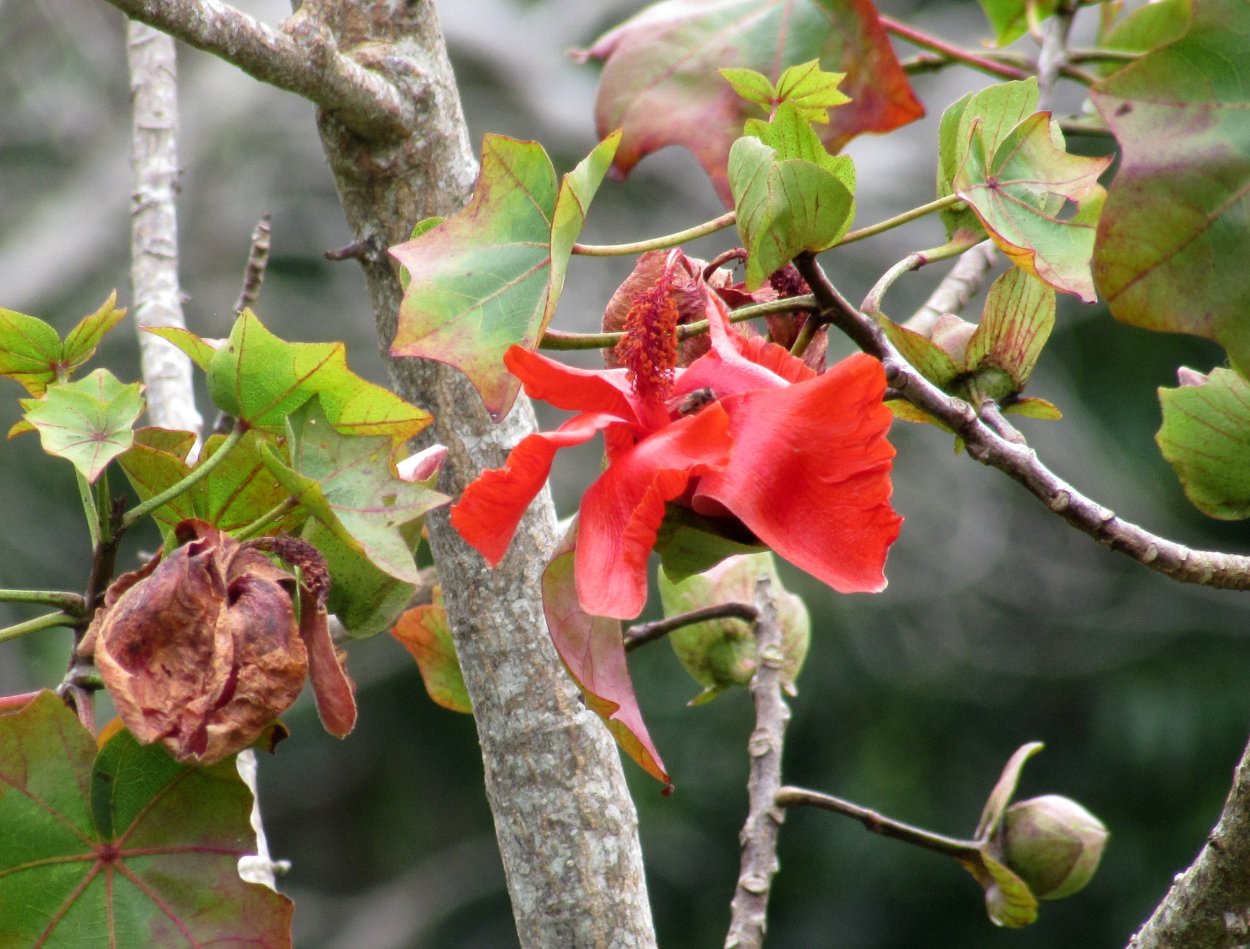 Дерево Кокио