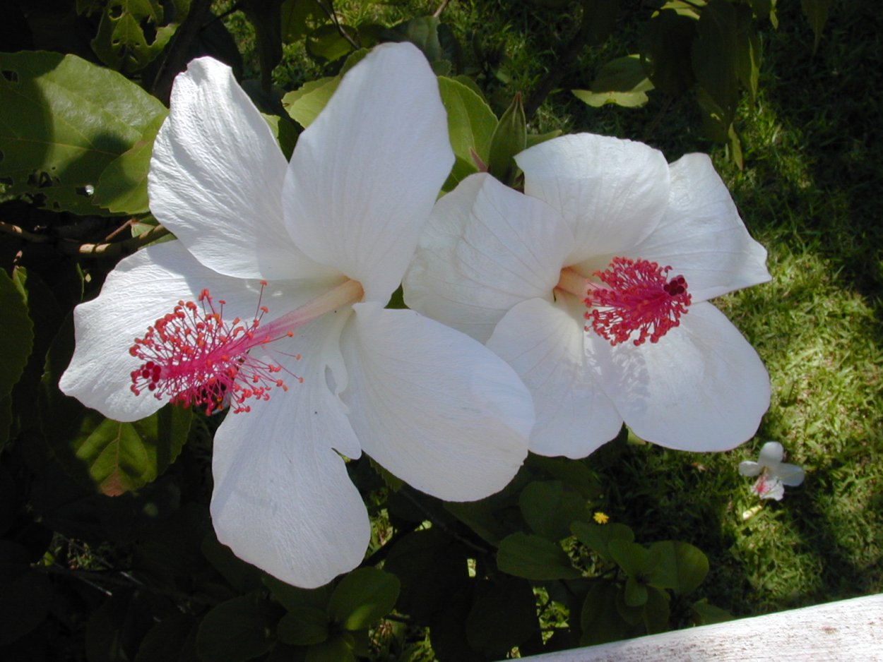 Гибискус белый редкий цветок