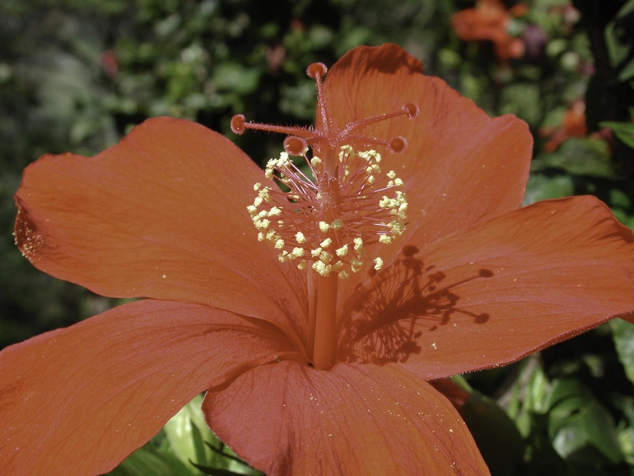 Редкое растение Кокио