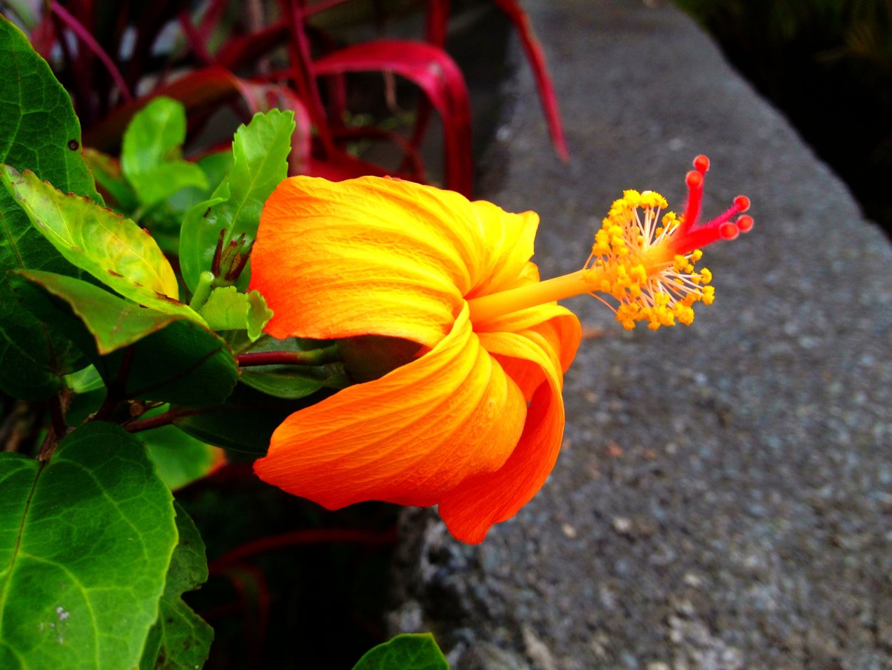 Кокио цветок