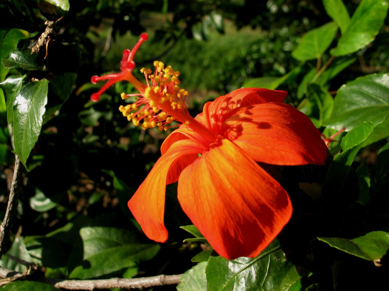 Редкое растение Кокио