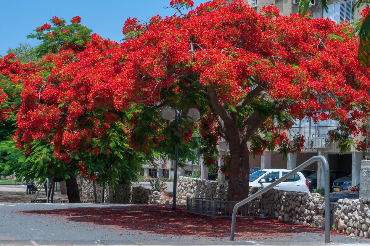 Дерево Делоникс Королевский