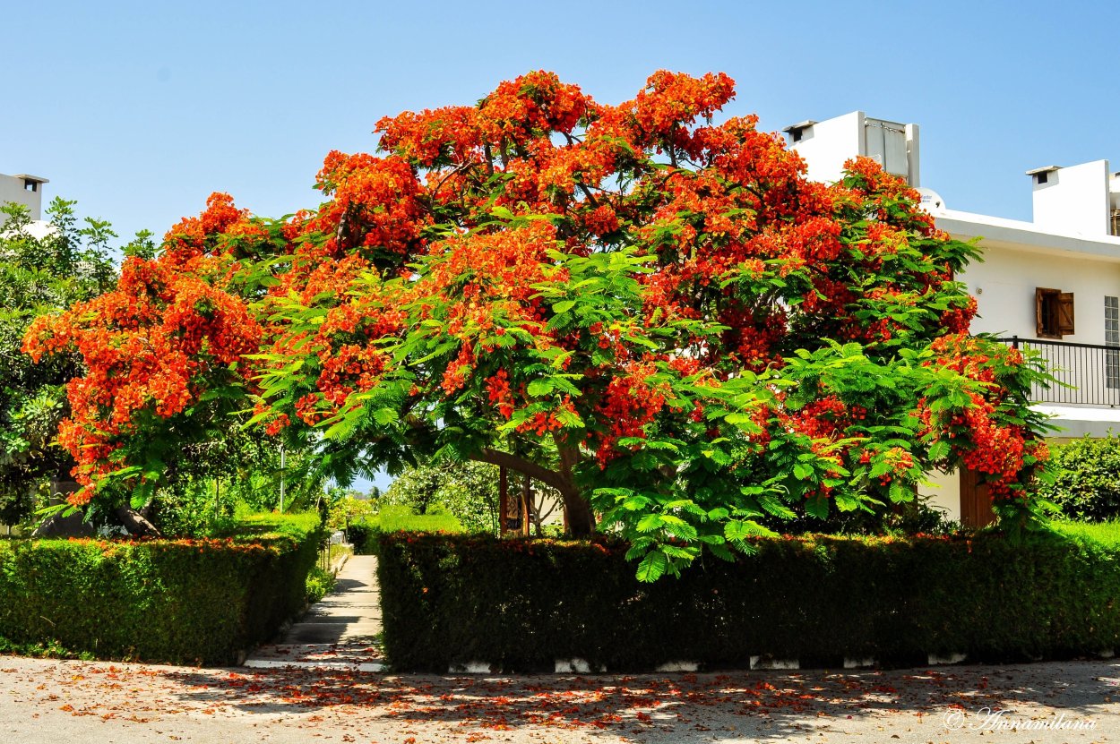 Дерево Делоникс Королевский