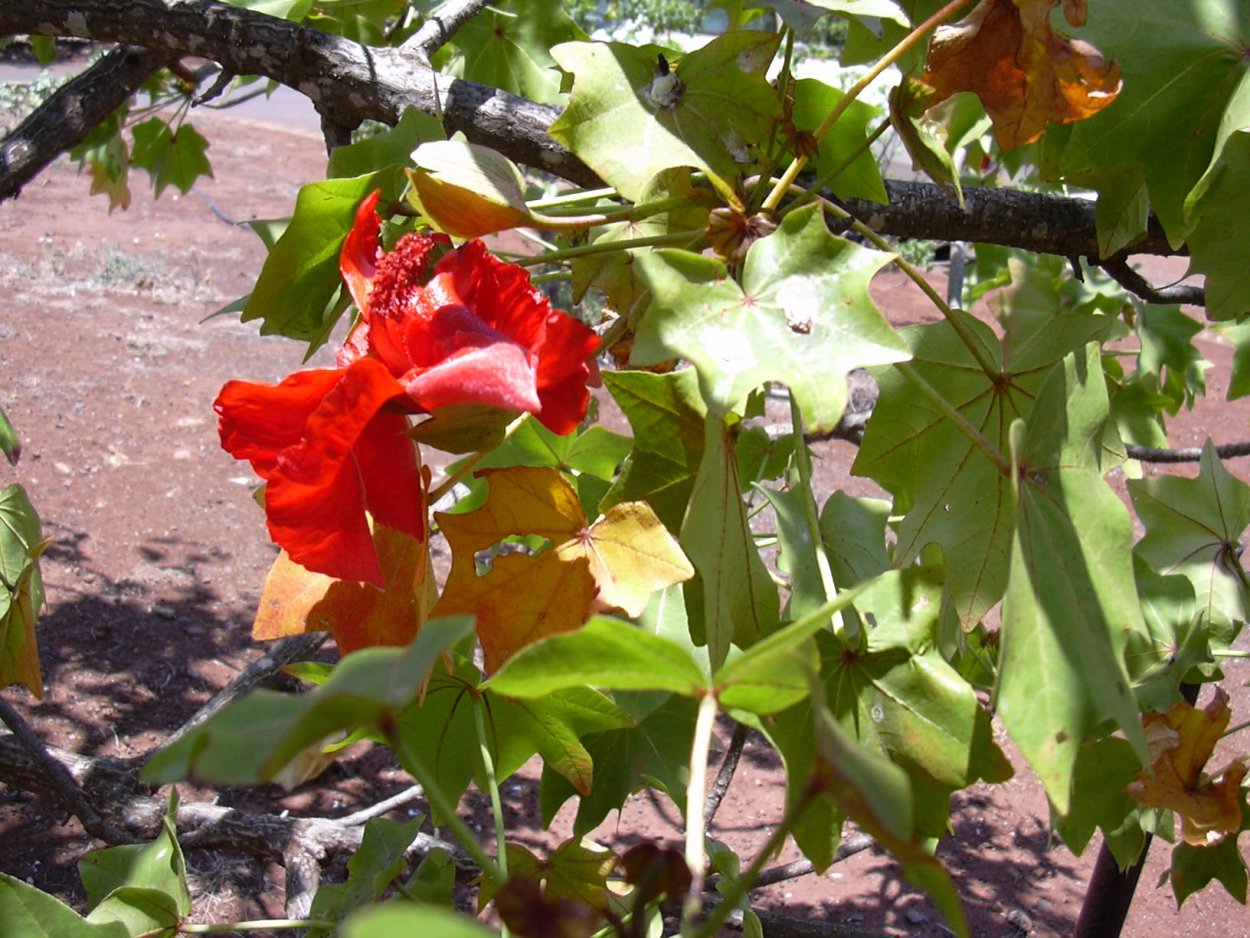 Кокия Кука (kokia cookei)