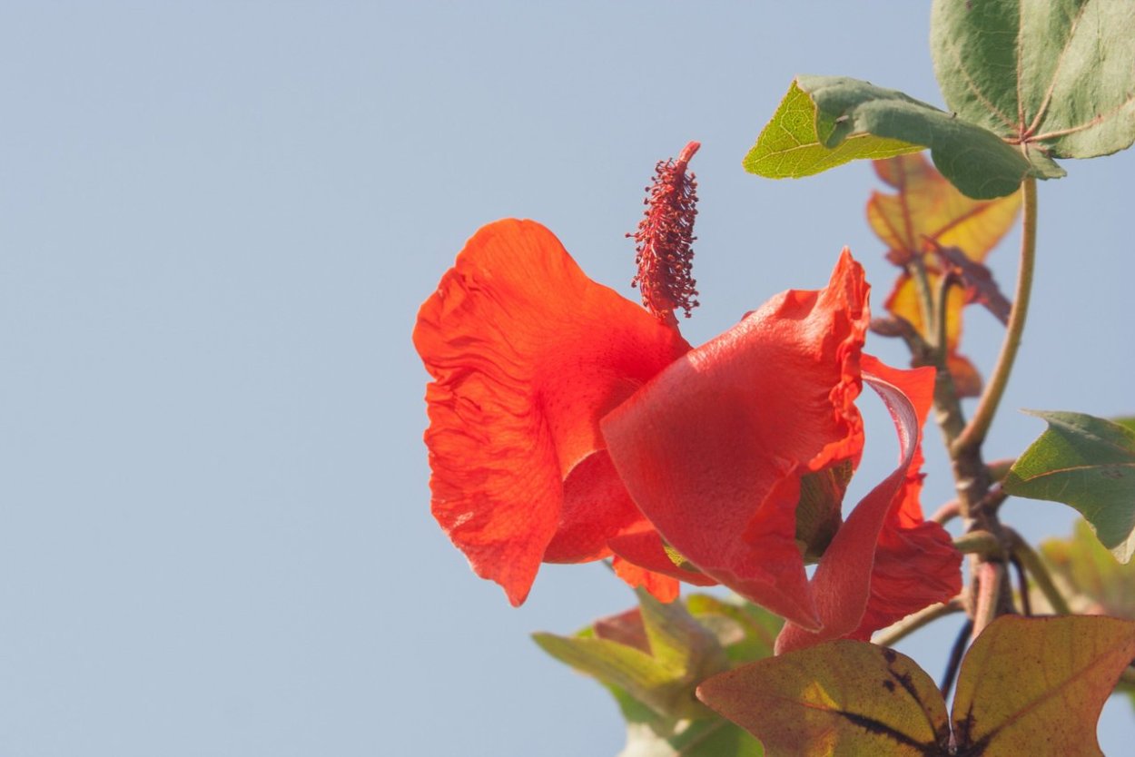 Кокия Кука (kokia cookei)