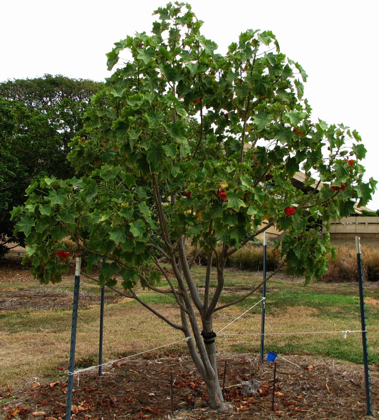 Дерево Кокио