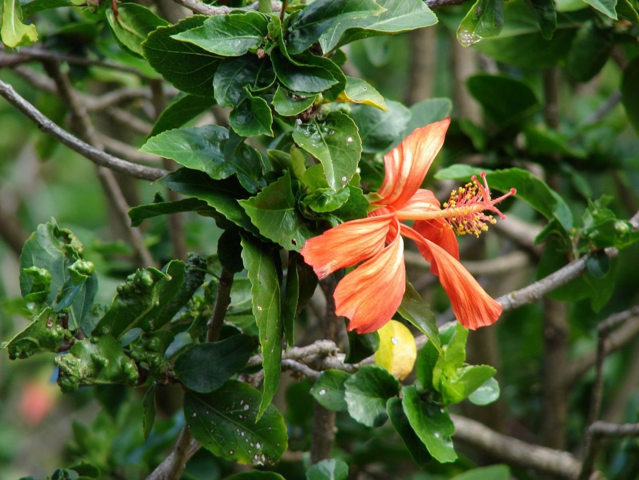 Дерево Кокио