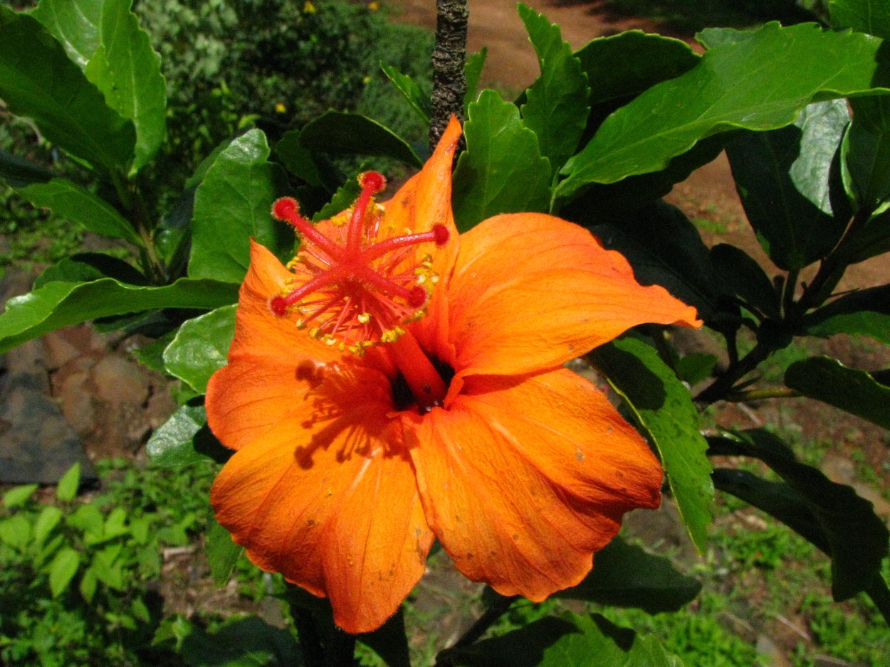 Кокио (kokia cookei)