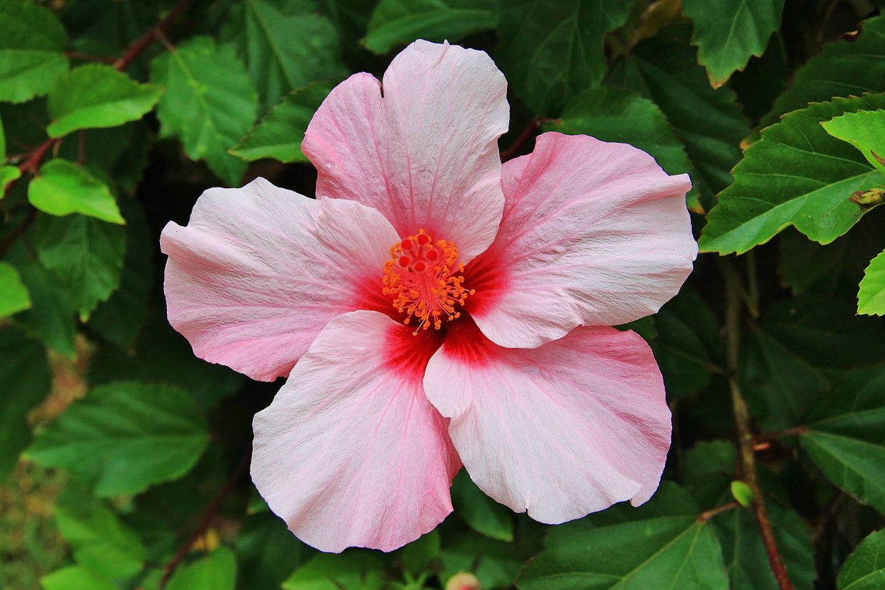 Hibiscus arnottianus