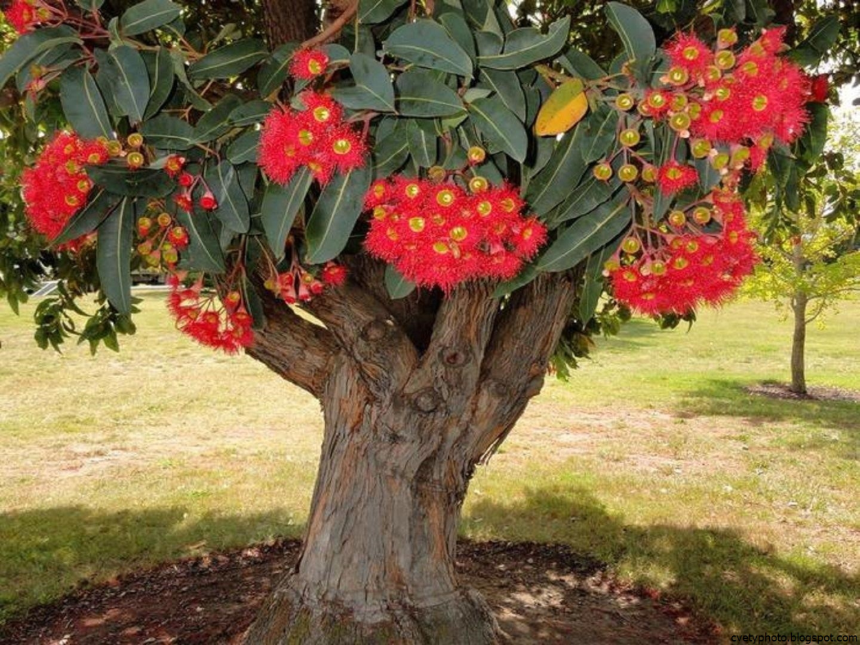 Метросидерос зонтичный