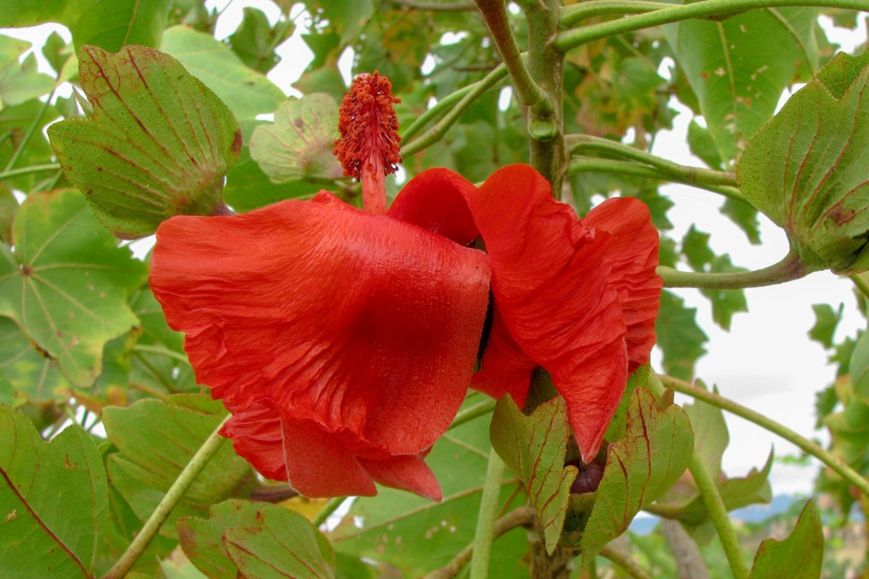 Кокия Кука (kokia cookei)