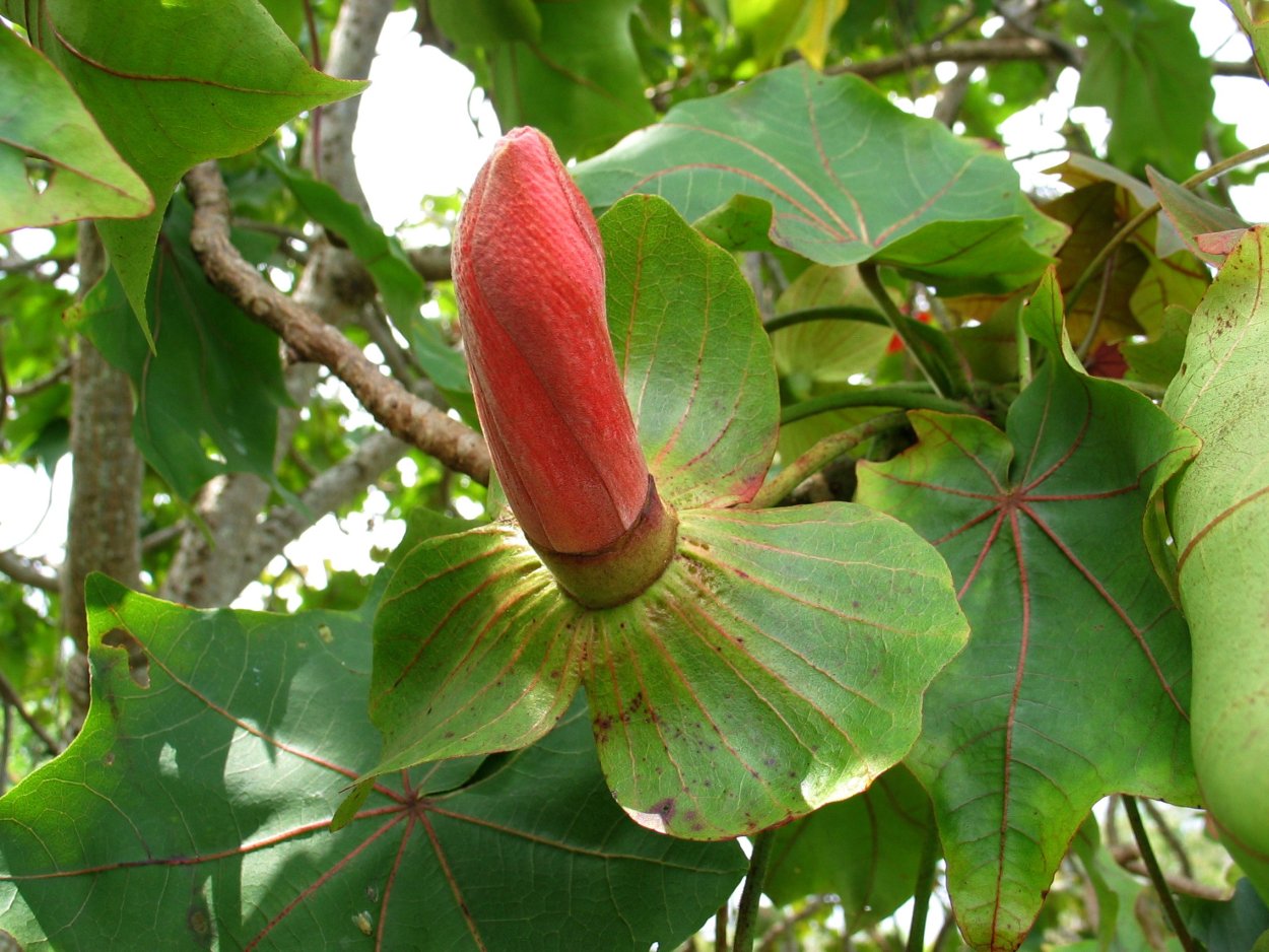 Кокия Кука цветок