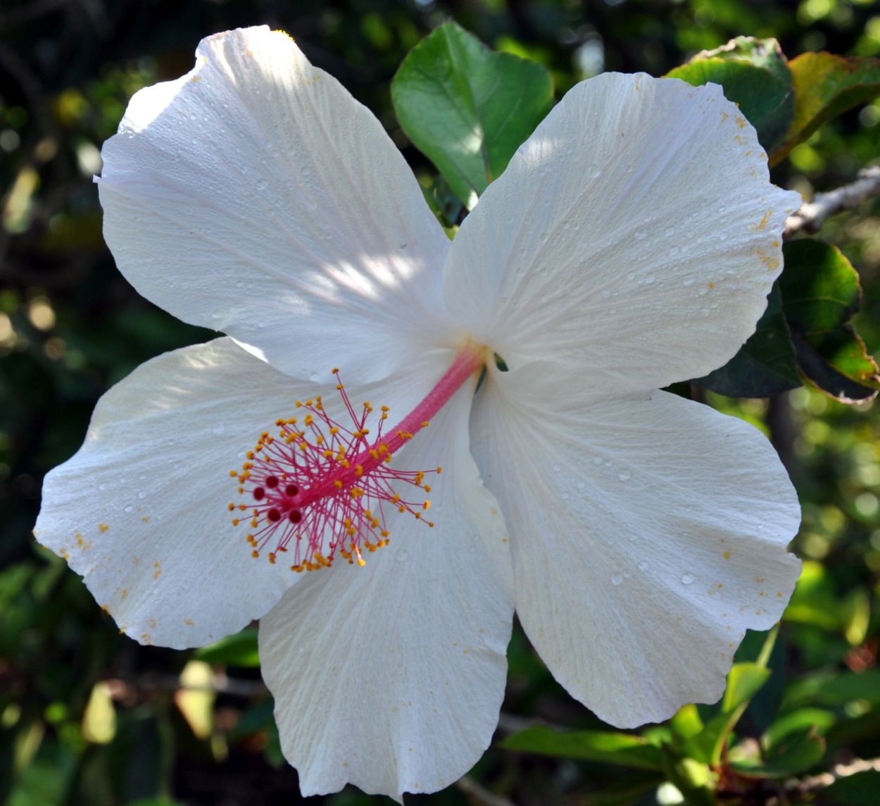 Дерево Кокио