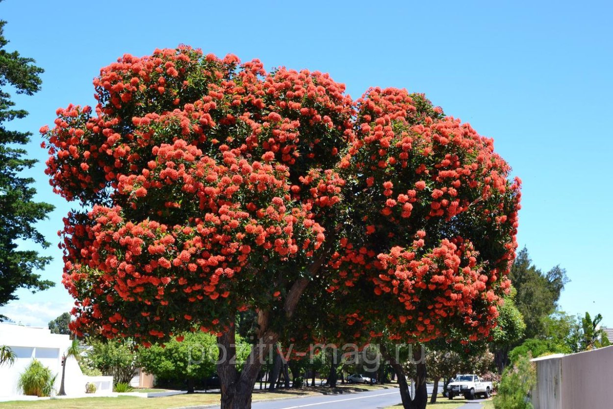 Corymbia ficifolia