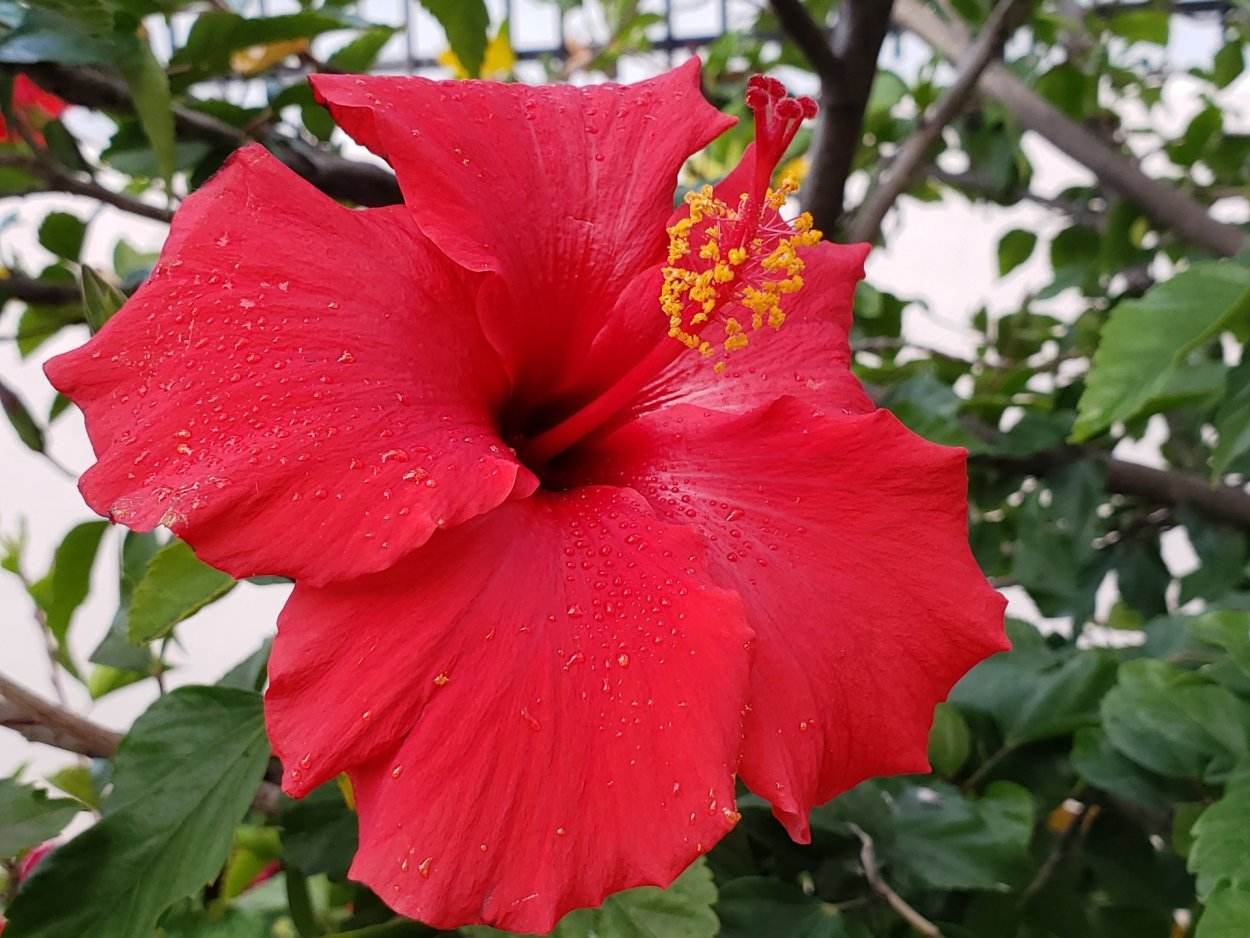 Гибискус терракотовый