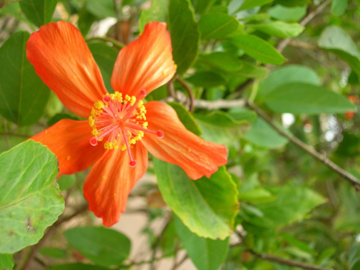 Кокио куха дерево