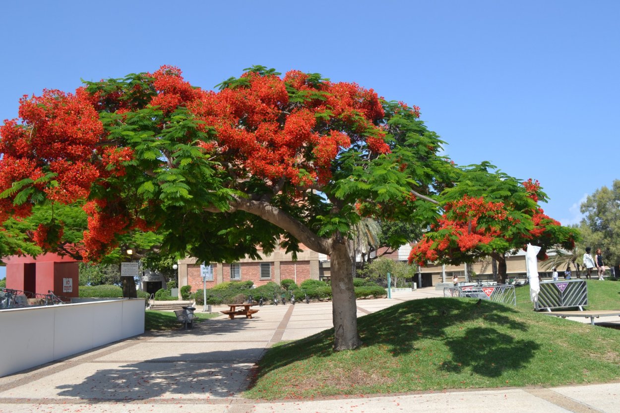 Огненное дерево Делоникс Королевский