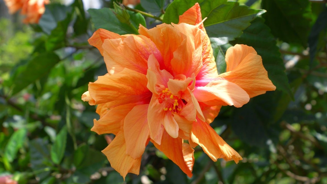 Гибискус Санни оранж