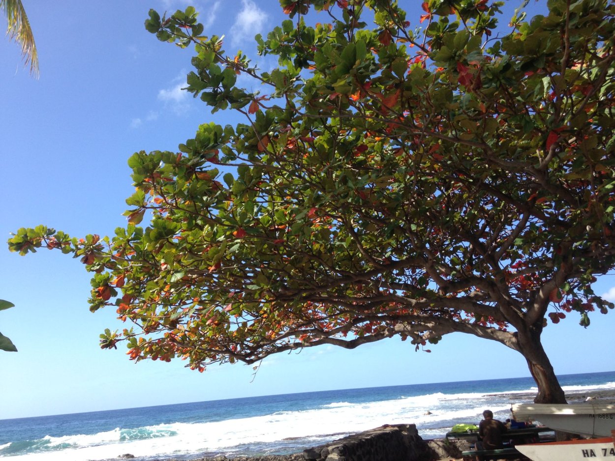 Дерево Кокио