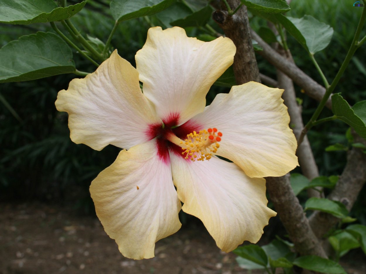 Королевский гибискус