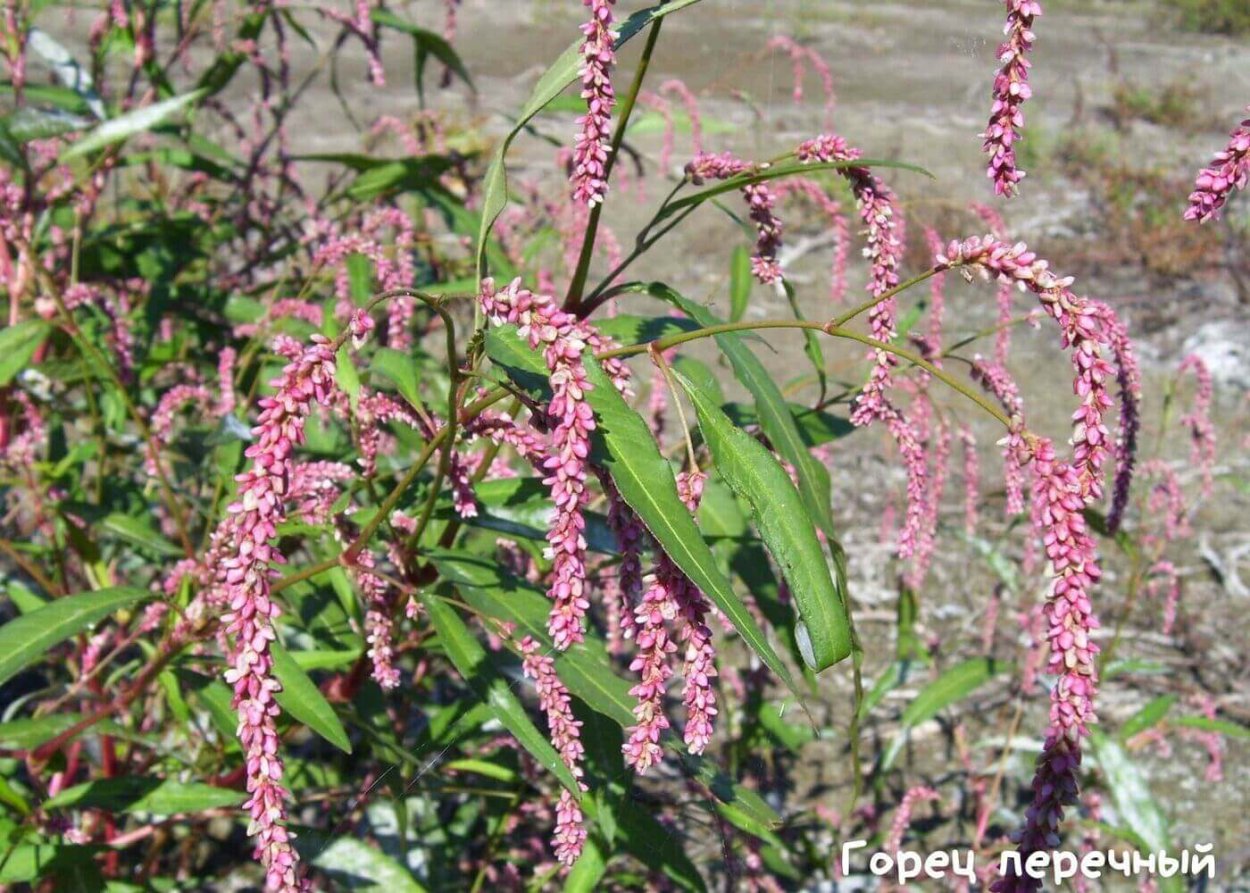 Горец зеленовидный