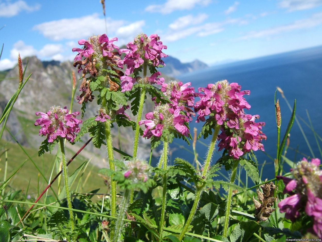 Дубровник гирканский