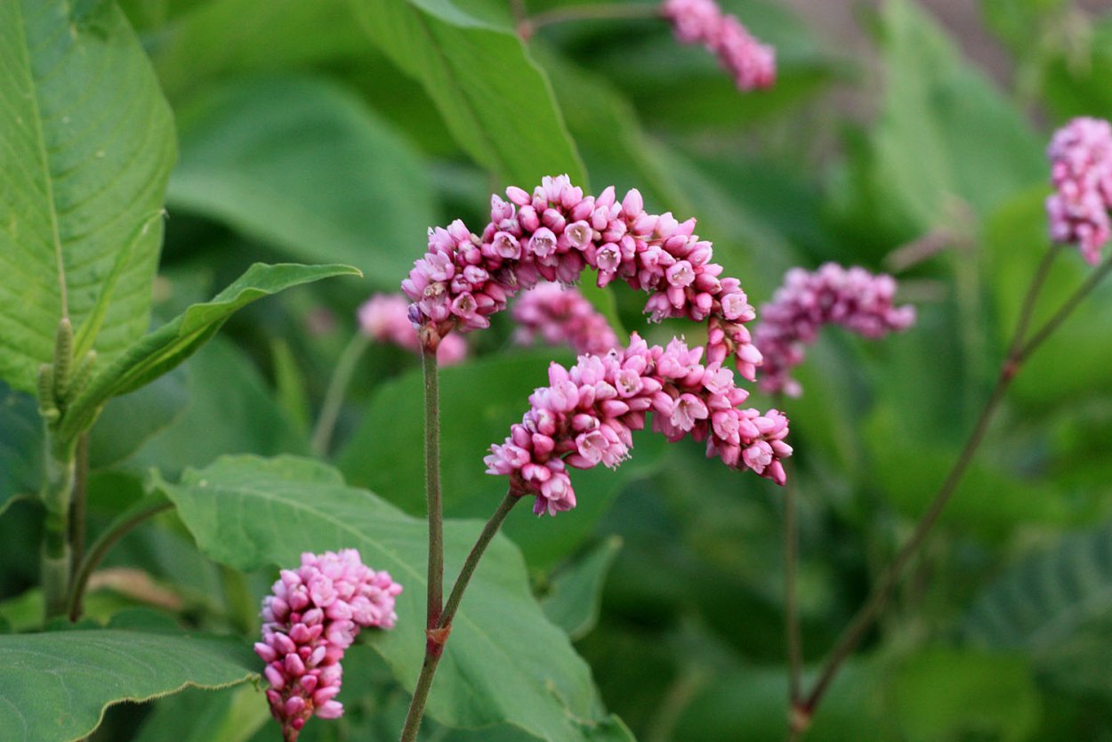 Горец почечуйный (Polygonum Persicaria)