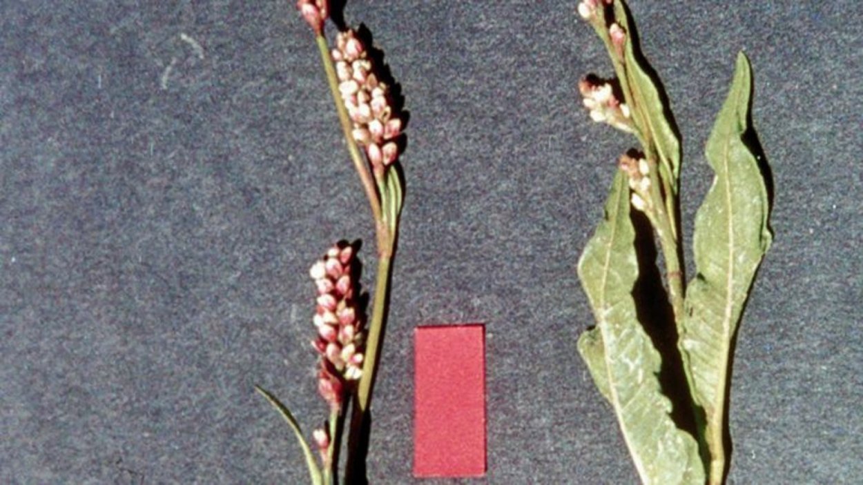 Горец змеиный почечуйный перечный