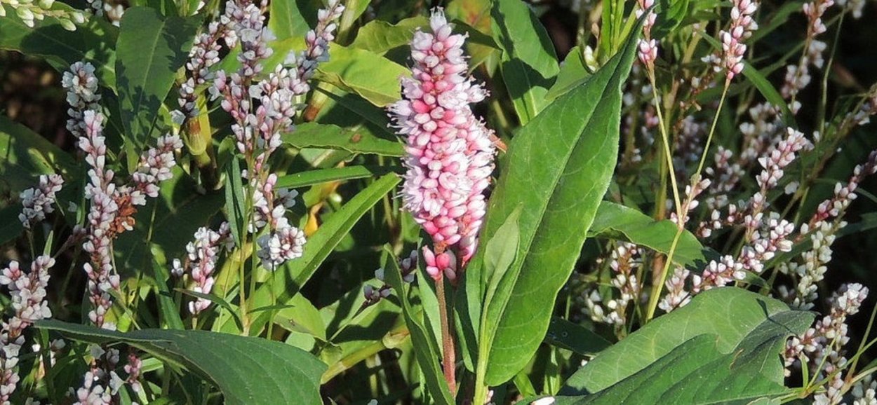 Горец Земноводный