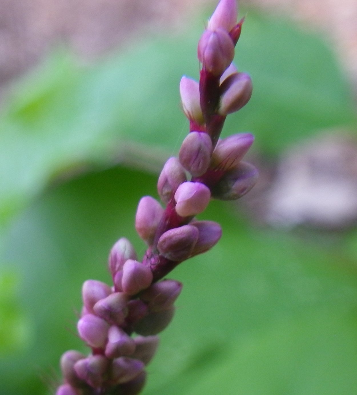 Persicaria maculosa растение