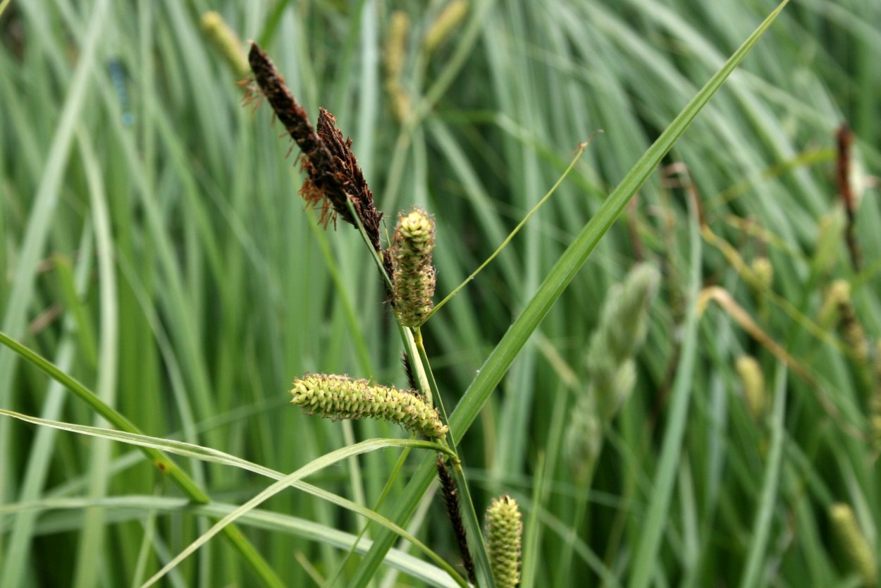 Осока Болотная Carex acutiformis